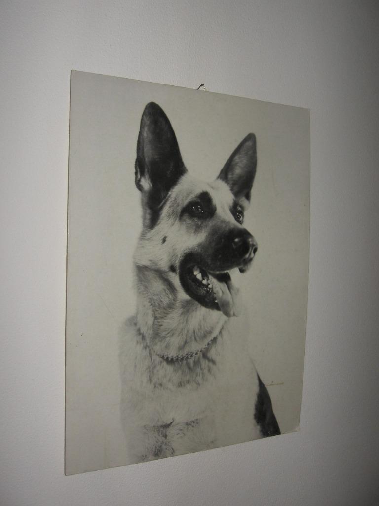 Zwart-wit kartonnen foto van de Duitse herder. Voor de a, Ophalen of Verzenden, Zo goed als nieuw, Hond of Kat, Overige typen