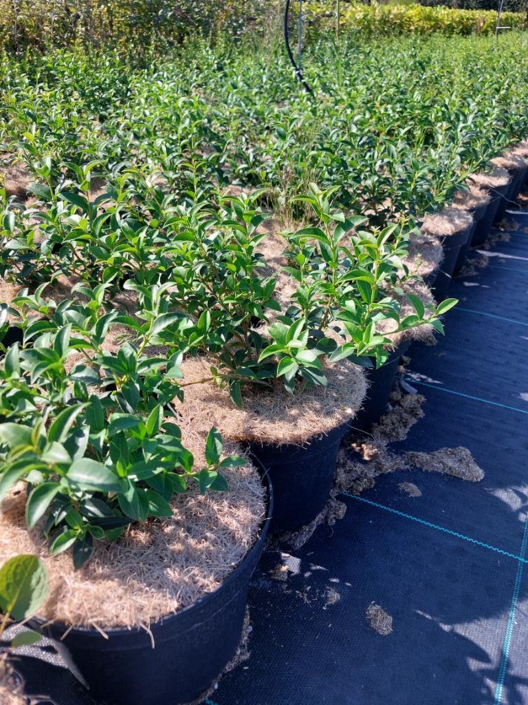 Osmanthus burkwoodii potplanten, Ophalen, Bodembedekkers, Vaste plant, Halfschaduw