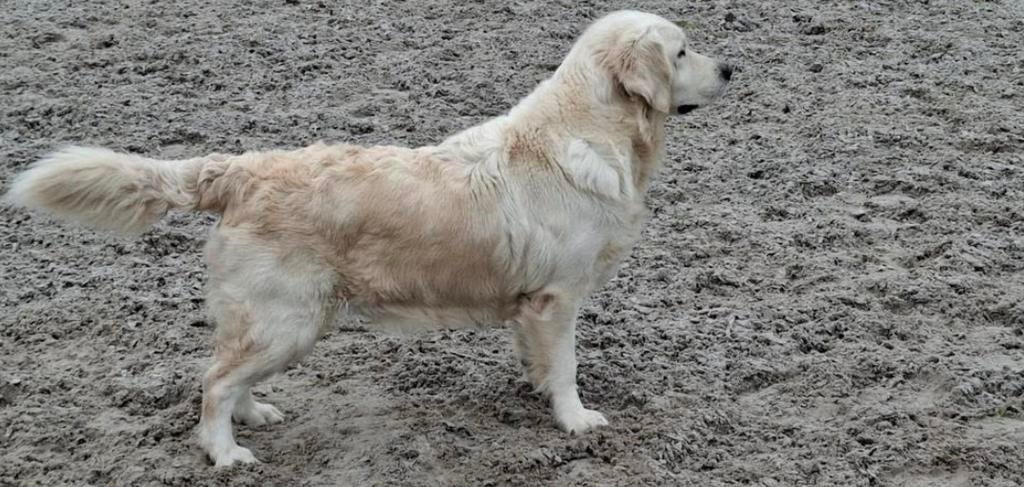 Golden Retriever hengst met stamboom (stamboom), Golden retriever, Reu, Parvo, Eén hond
