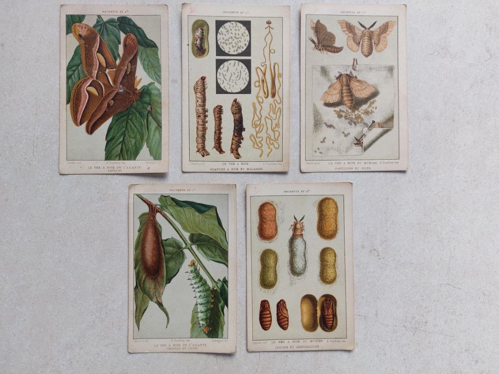 5 oude prenten (kaarten) - biologie, Verzenden