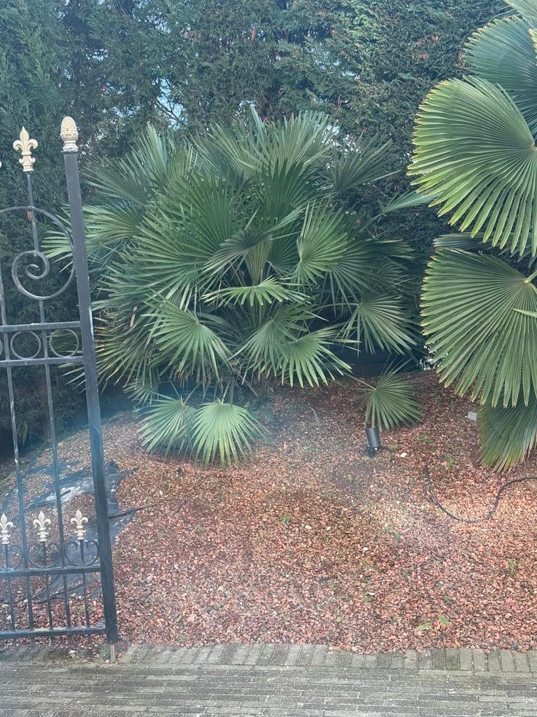 Dwergpalm Chamaerops humilis 'Vulcano', Tuin en Terras, Ophalen, Palmboom, 100 tot 250 cm