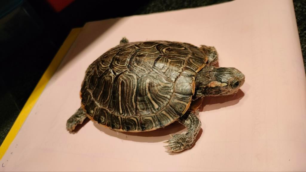 Taxidermie professioneel waterschildpad - Intact! Zie foto's, Dieren en Toebehoren, Ophalen