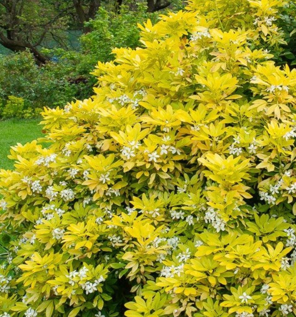 Choisya ternata 'Sundance', Ophalen