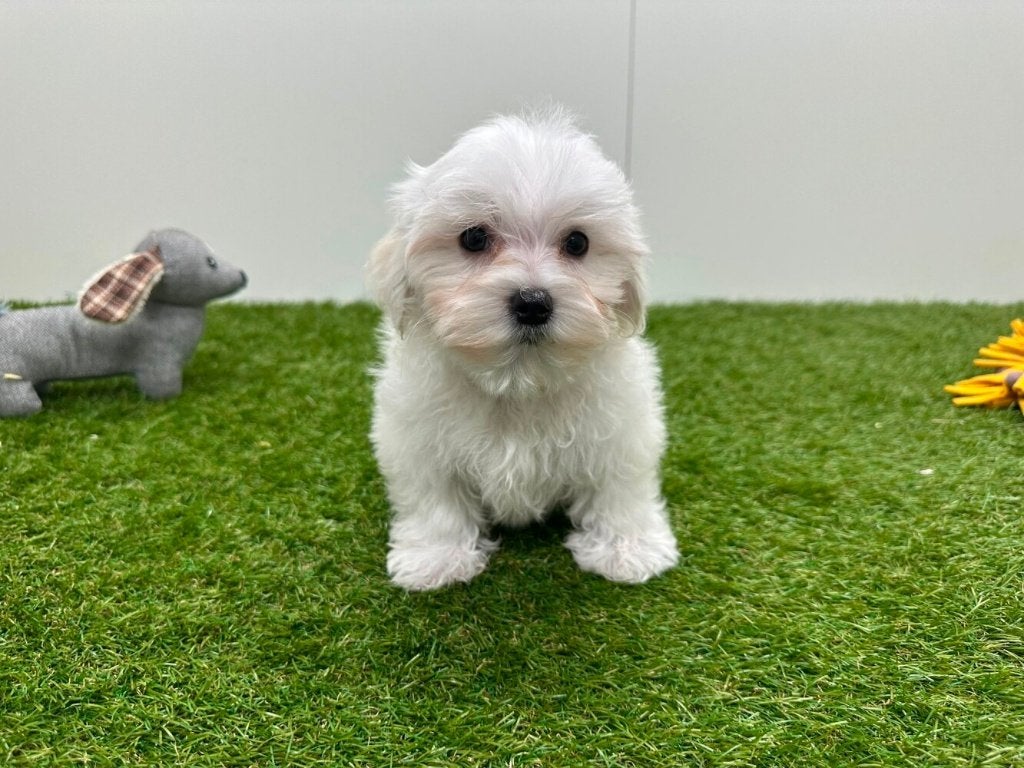 Chiot Bichon Maltais - petite taille, Maladie de Carré (chiens), Chien (mâle), Belgique, Bichon maltais