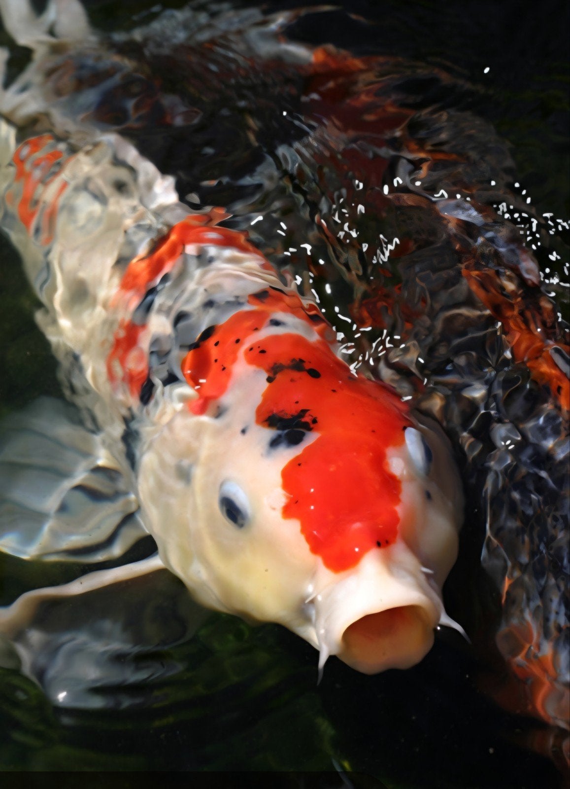 gratis op te halen te kapellen,kois en goudvissen, Animaux & Accessoires, Poissons | Poissons d'étang, Poisson(s) rouge(s)