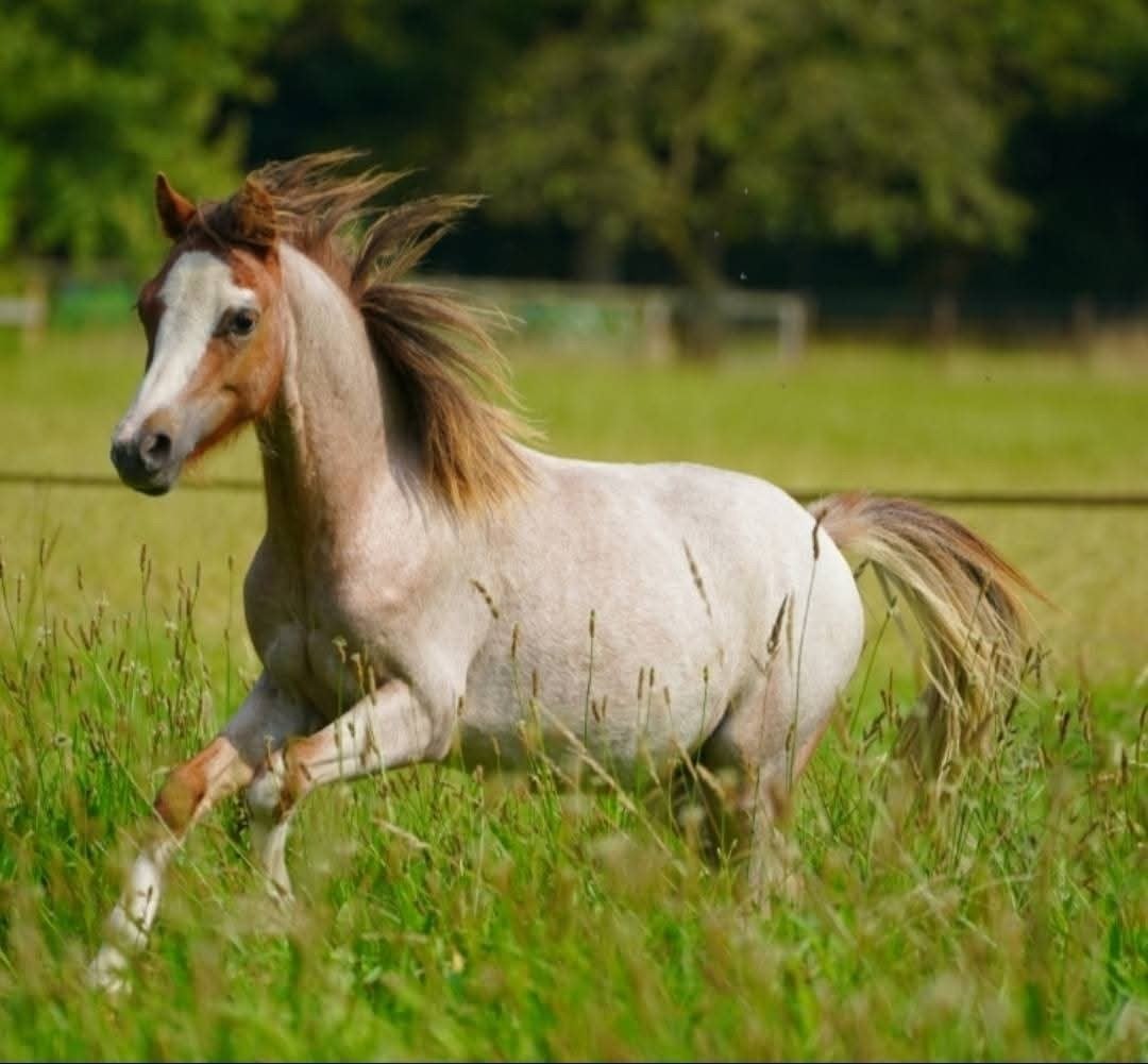 welsh pony, Hongre