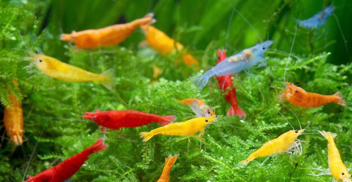 Gezocht garnalen, Dieren en Toebehoren, Vissen | Aquariumvissen, Kreeft, Krab of Garnaal, Zoetwatervis, Schoolvis
