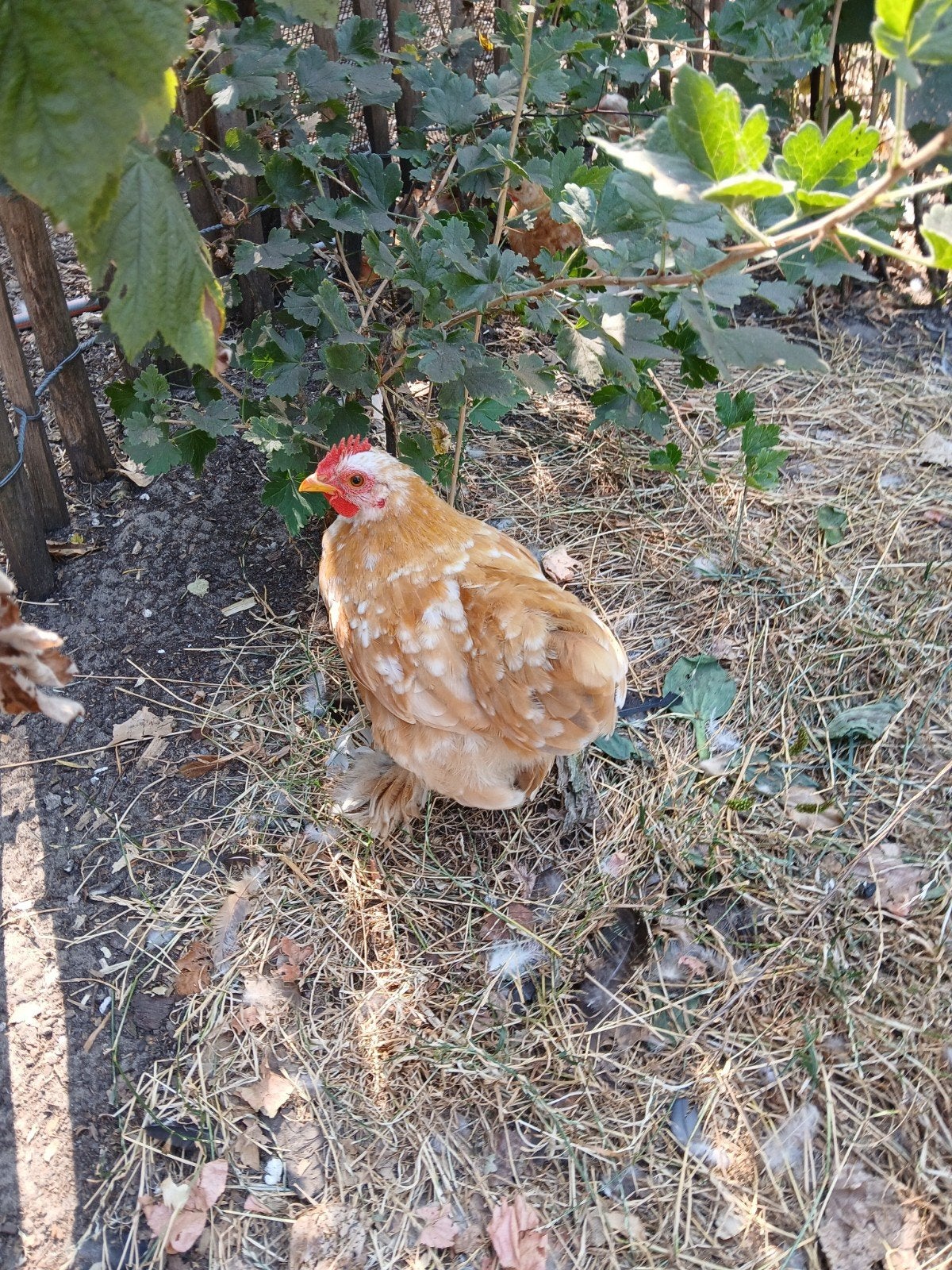 Cochin kriel hanen, Dieren en Toebehoren, Pluimvee, Mannelijk, Kip