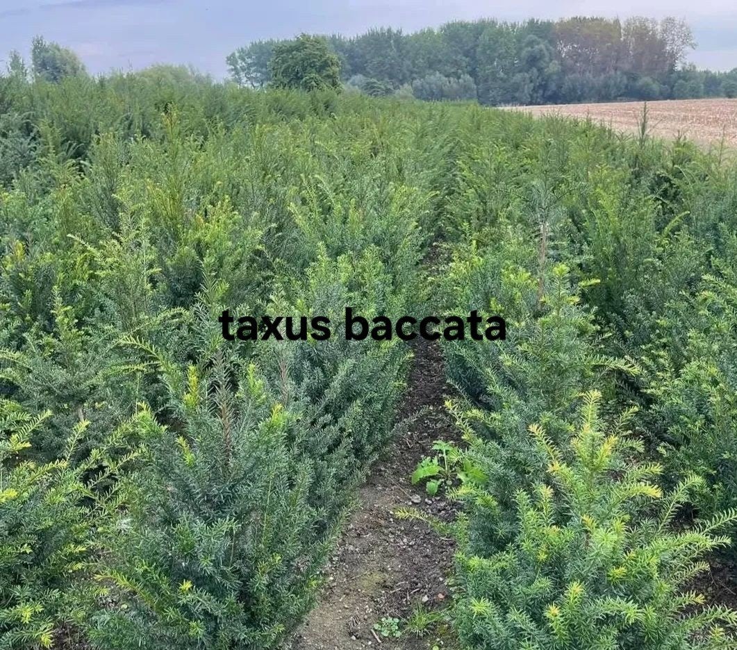 ‼️taxus baccata slechts 2per meter nodig ‼️, Ophalen, Taxus