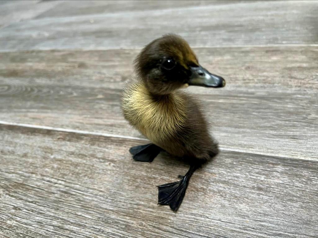 Canetons canard coureur indien, Sexe inconnu, Canard