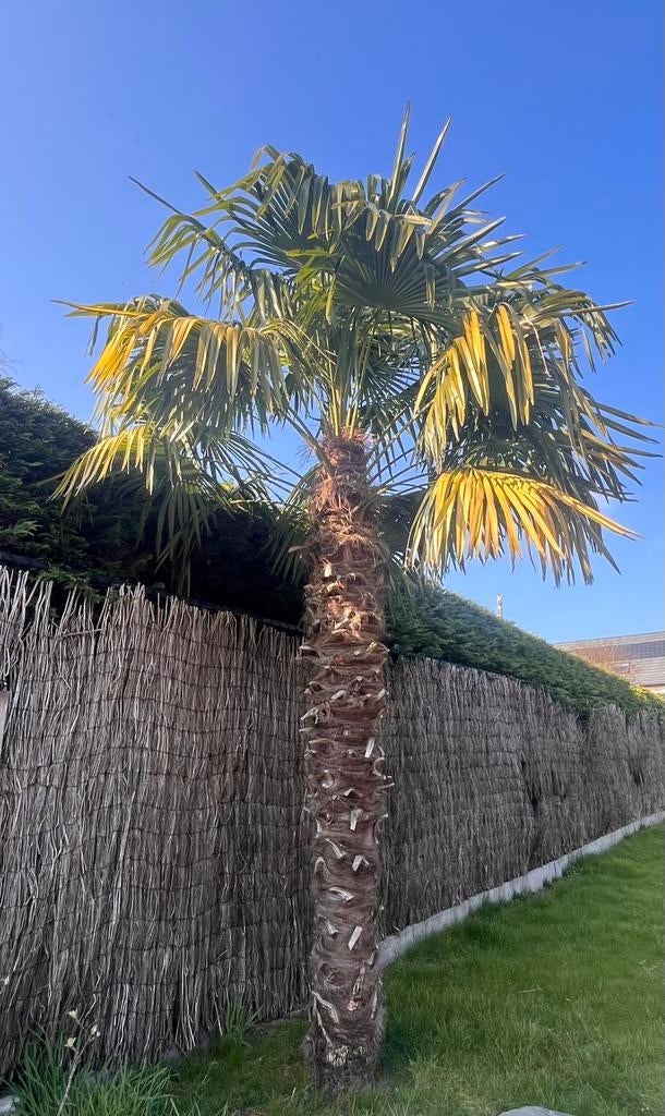 Unieke kans: 2 grote palmbomen., Tuin en Terras, Bloembollen en Zaden, Ophalen
