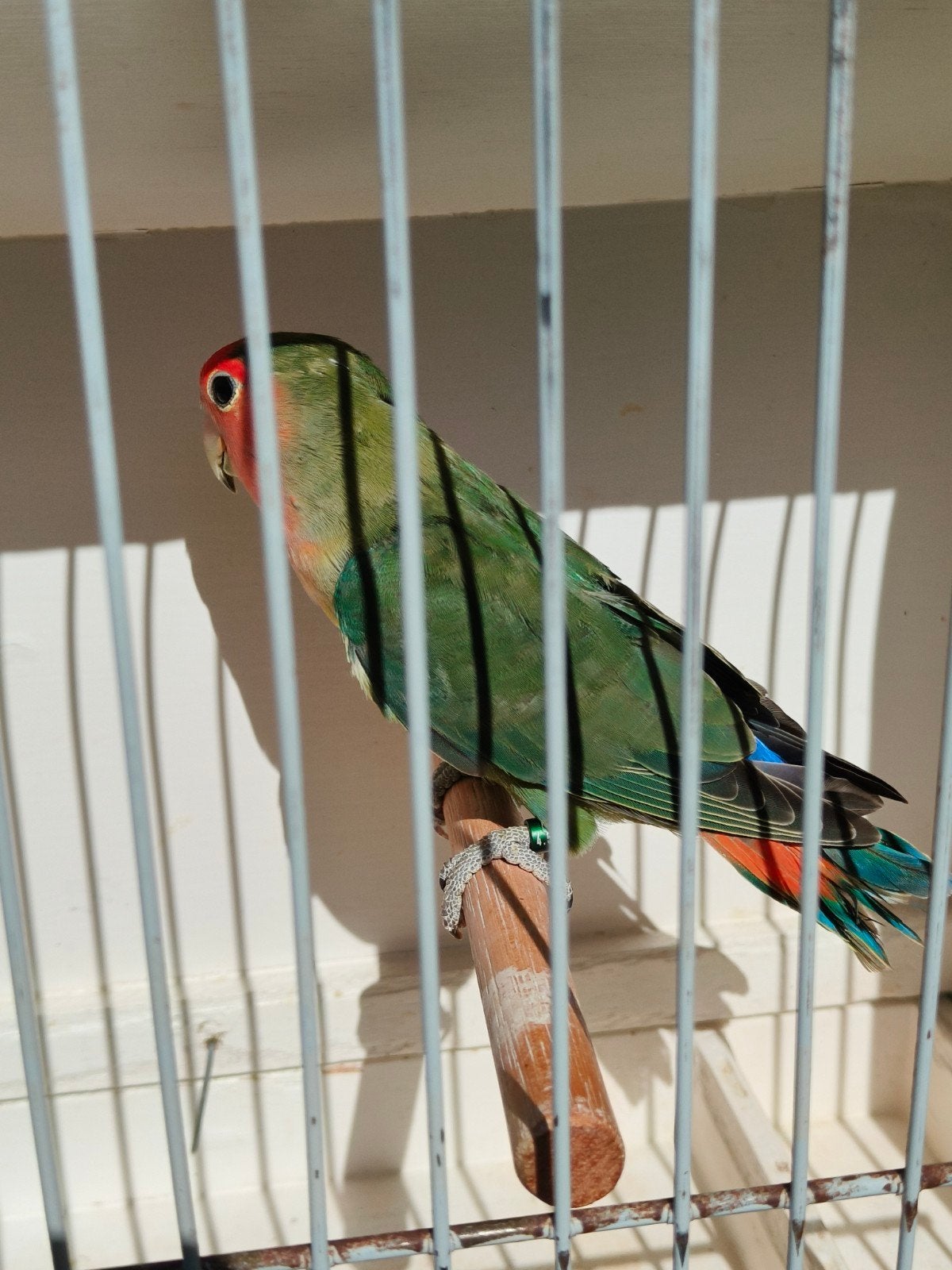 jonge roseicolli, Dieren en Toebehoren, Geringd