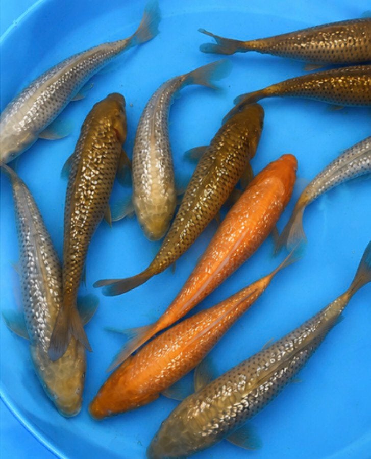 Handtamme Jumbo Tosai Chagoi/ Soragoi/ Karashigoi, Dieren en Toebehoren, Karper of Koi
