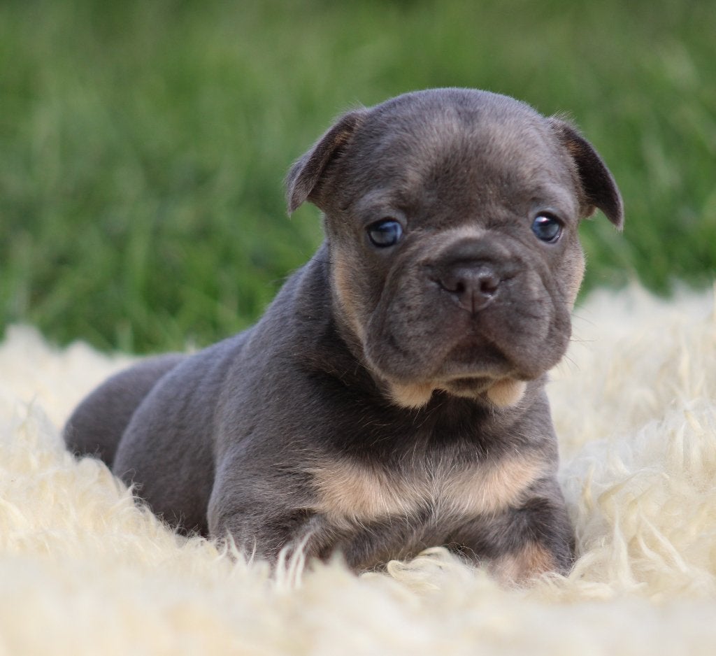 Franse Bulldog pup Lilac-tan, Dieren en Toebehoren, Honden | Bulldogs, Pinschers en Molossers, Parvo, België, Reu, 8 tot 15 weken