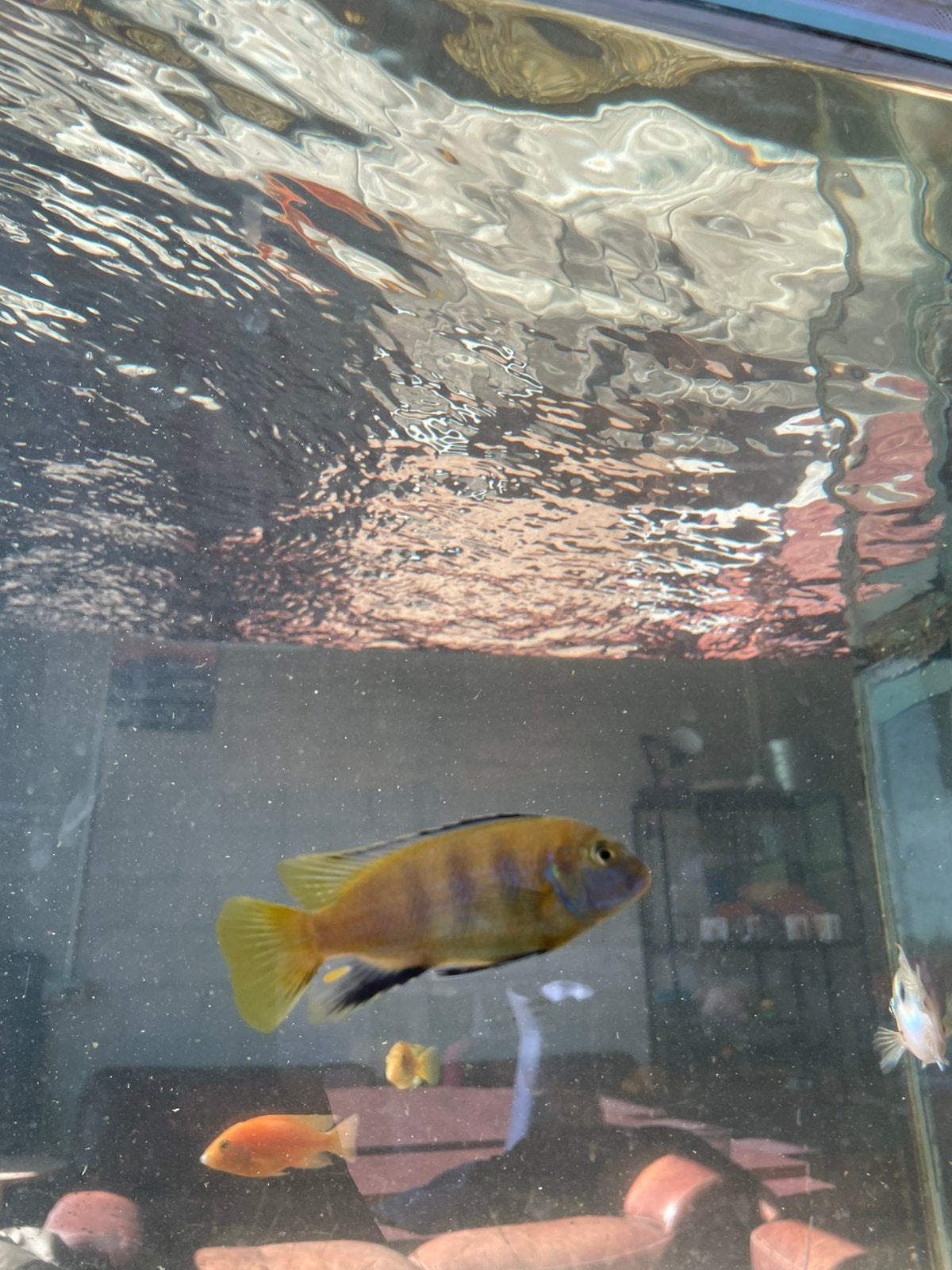 Malawi cichliden, Dieren en Toebehoren