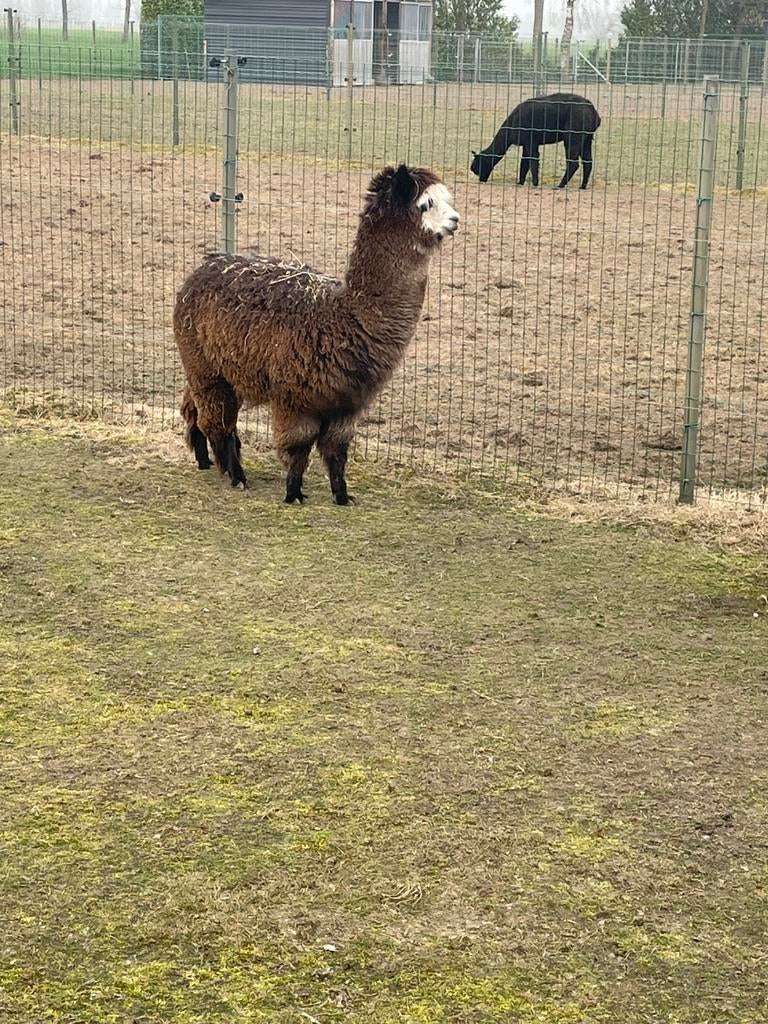 Merrie veulentjes, Dieren en Toebehoren, April, Vrouwelijk