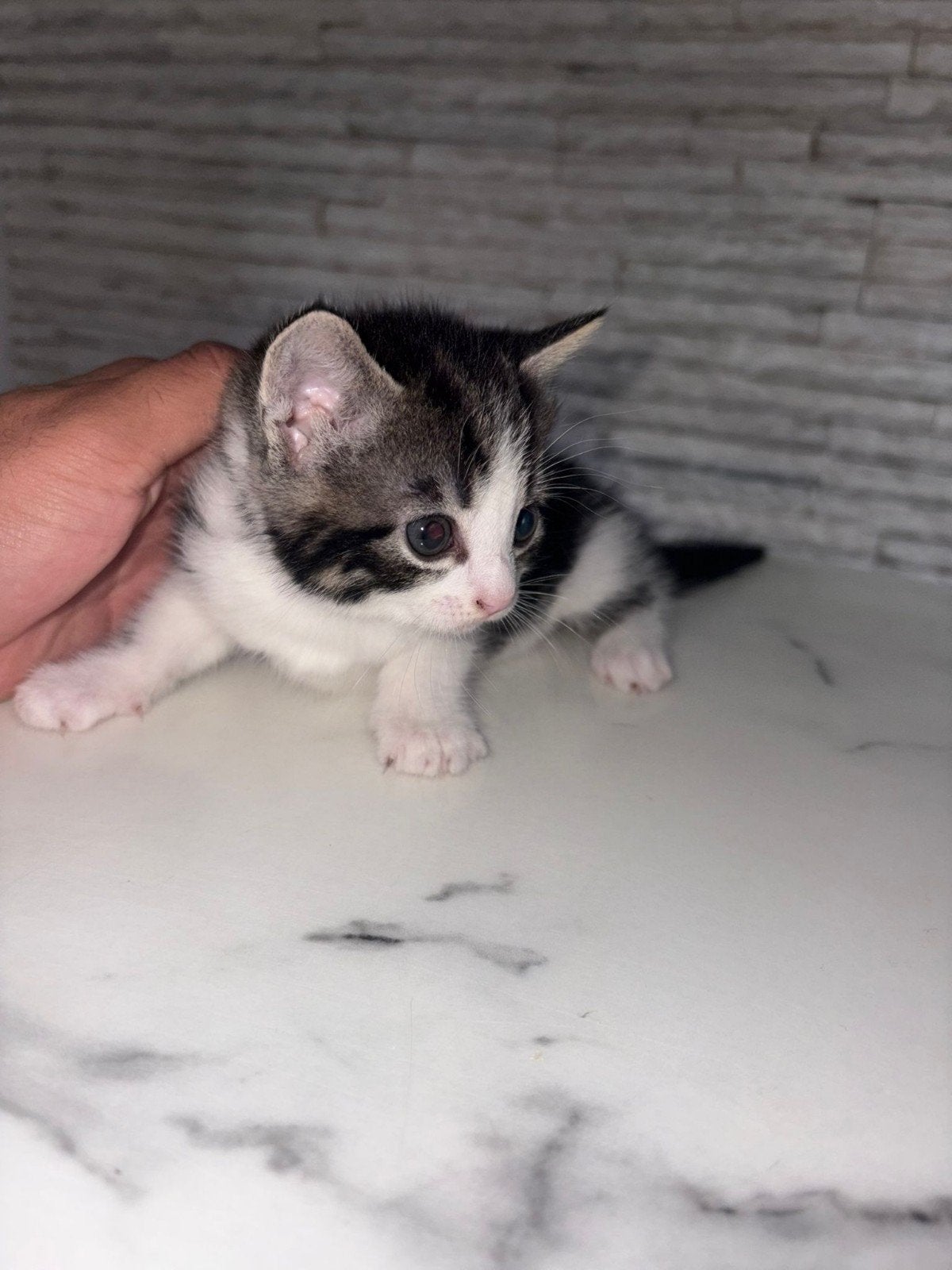 zeer schattige kittens, Neuf, Autres marques, Enlèvement ou Envoi, Autres types