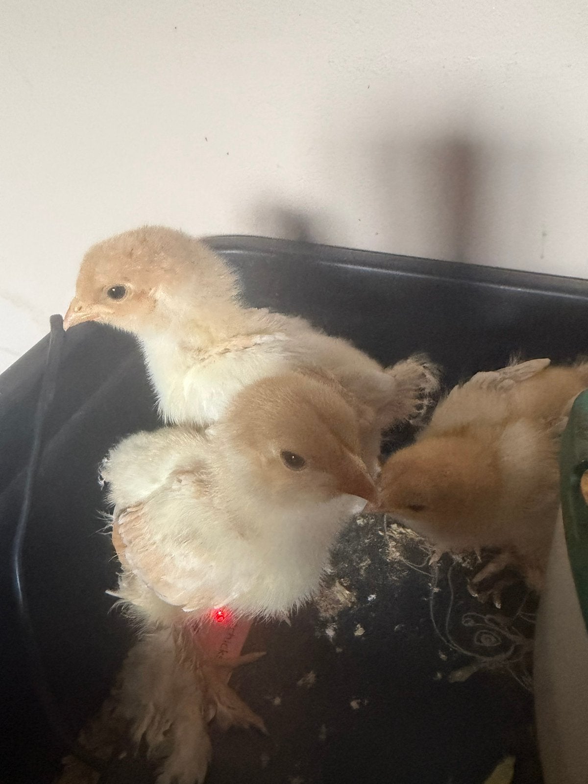 Brahma kuikens, Dieren en Toebehoren