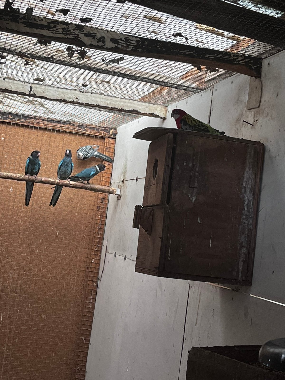Blauwe rozellas en witte parkiet rode rosella, Plusieurs animaux, Domestique