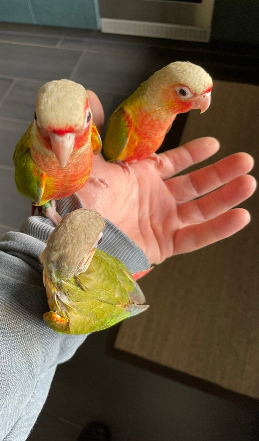 Jonge tamme pyrrhura geringd, Dieren en Toebehoren, Vogels | Parkieten en Papegaaien, Geringd