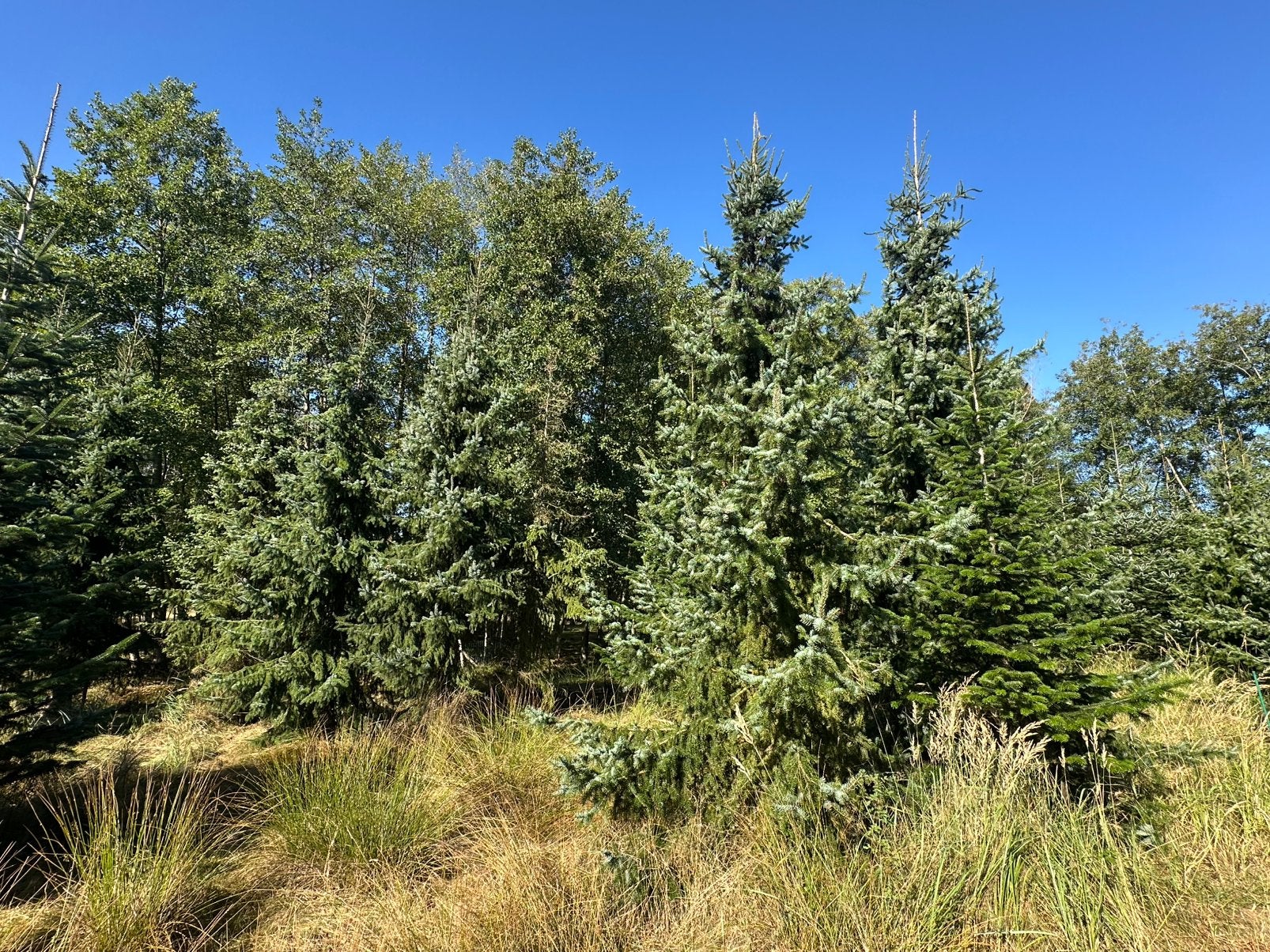 Grote kerstbomen, Tuin en Terras, Ophalen