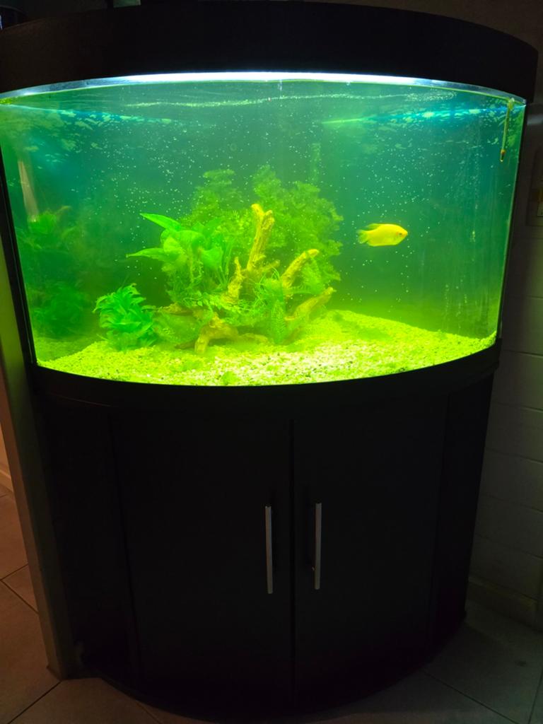 Aquarium (hoek), Dieren en Toebehoren, Ophalen
