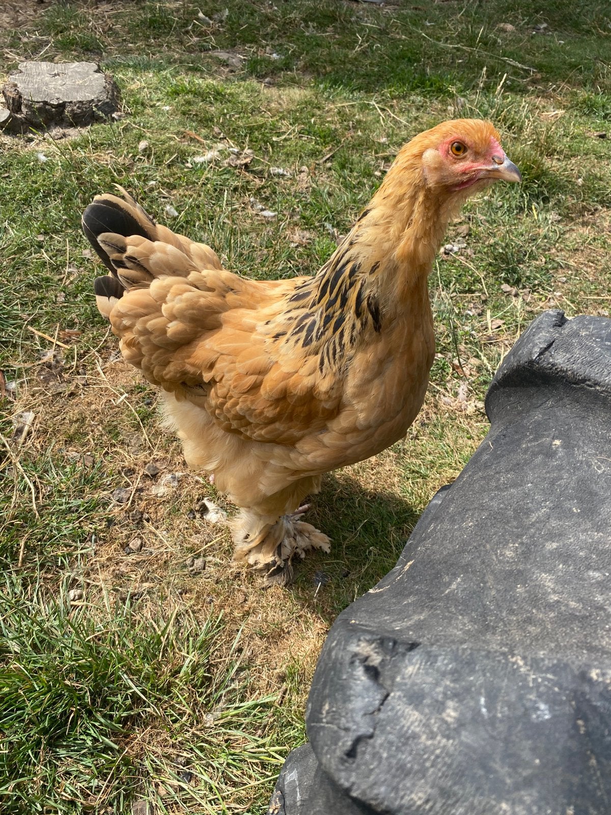 Brahma hennen, Dieren en Toebehoren, Pluimvee, Vrouwelijk, Kip