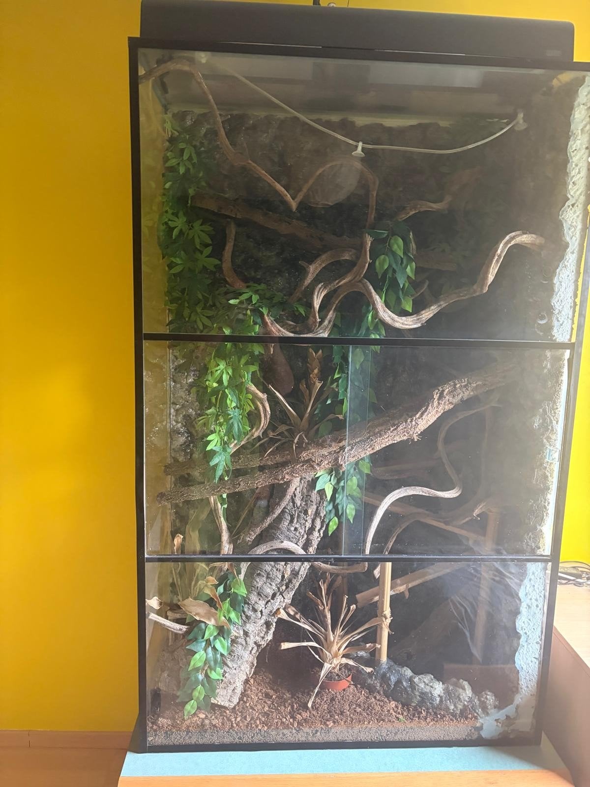 Terrarium reptielen, Dieren en Toebehoren, Ophalen
