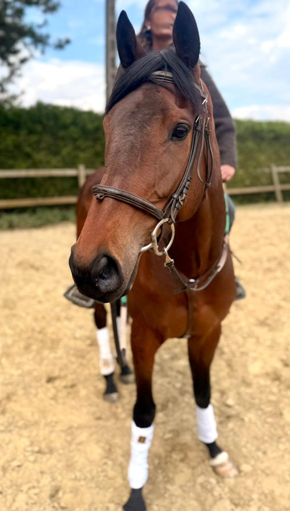 Super brave ruin, Dieren en Toebehoren, Pony's, Ruin