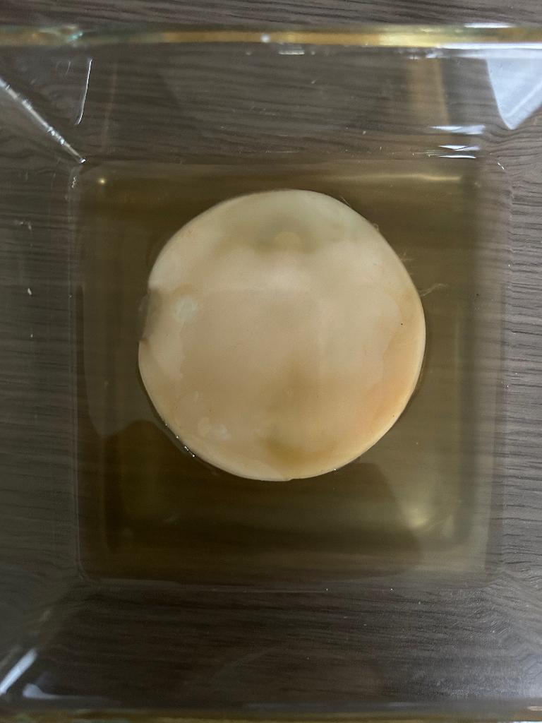 Scoby voor kombucha, Enlèvement ou Envoi