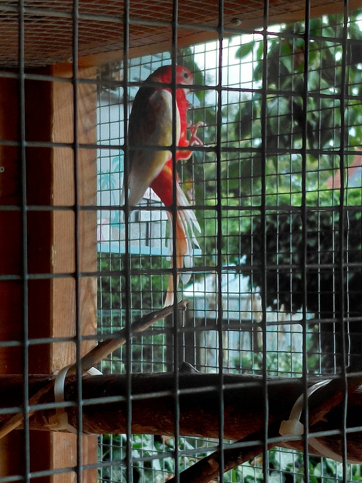Koppel rubino rosella's te koop