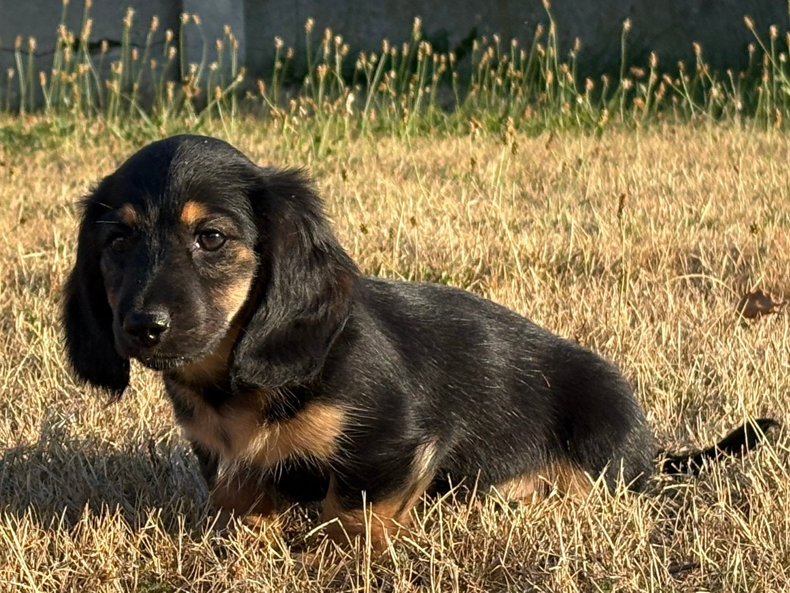 Wegens annulatie nog een heel mooi langhaar teckel reutje, Maladie de Carré (chiens), Chien (mâle), Belgique, Poils longs