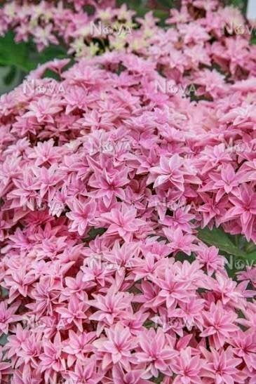 Hydrangea macrophylla 'Double Dutch Edam', Jardin & Terrasse, Autres espèces, Plein soleil, Été, Enlèvement