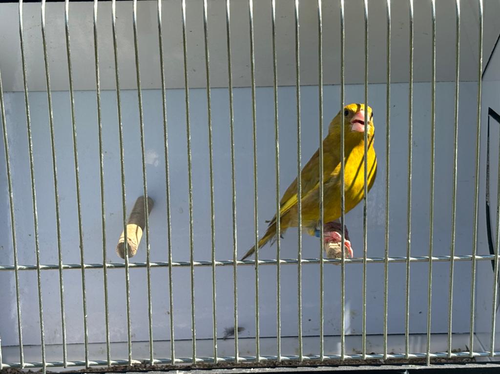 Mutatie groenvink man, Dieren en Toebehoren, Vogels | Overige Vogels, Geringd