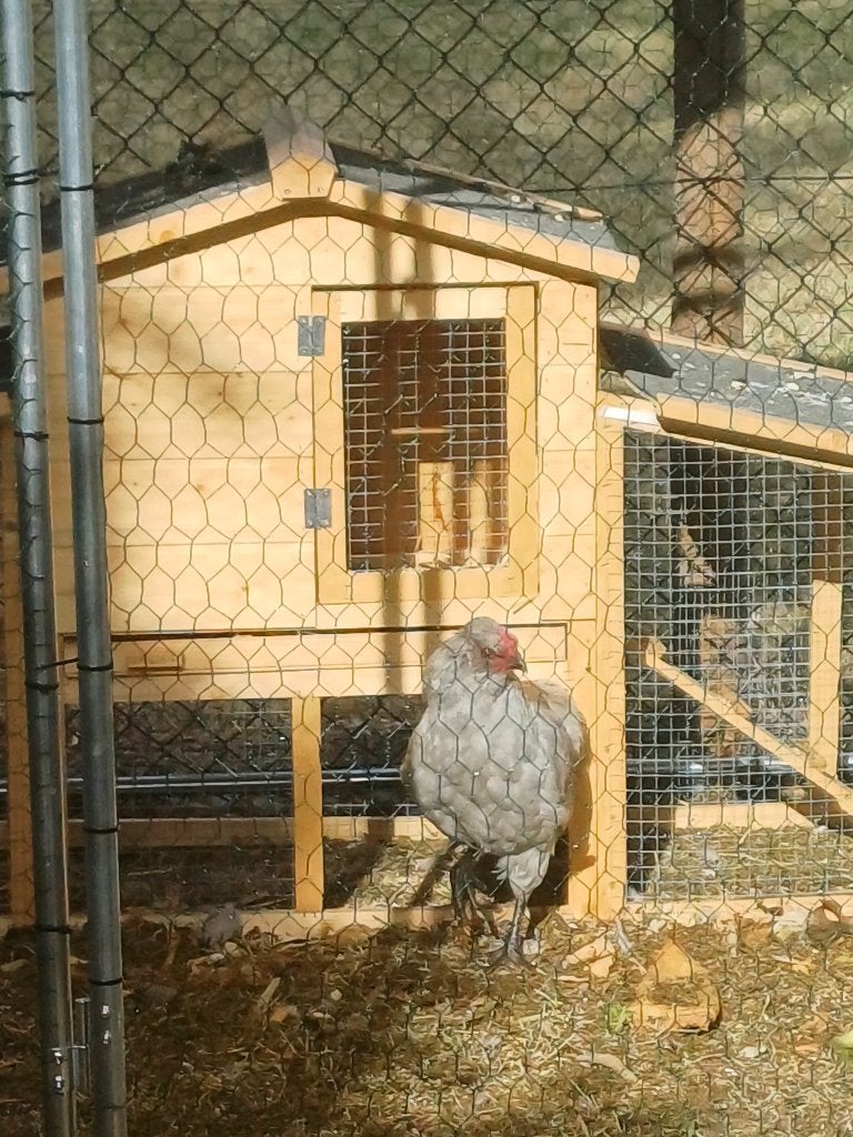 Haan, Dieren en Toebehoren, Pluimvee