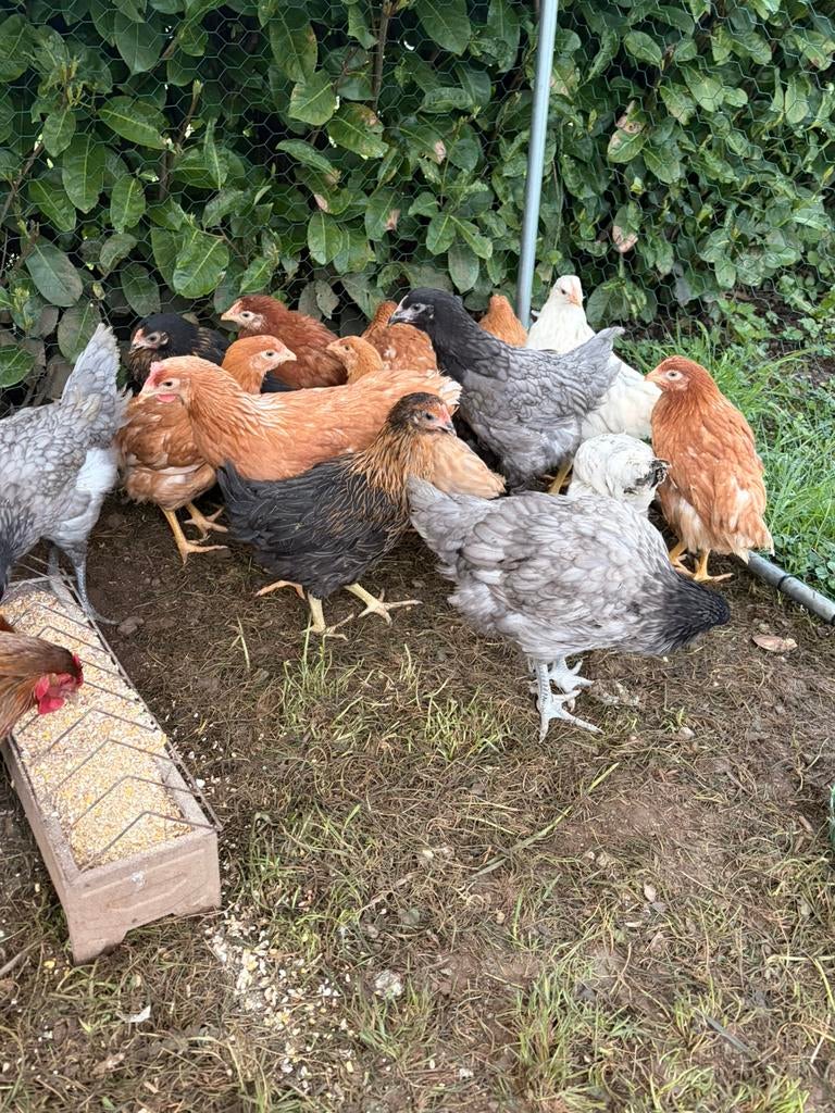 Jeunes poules pondeuses, Enlèvement