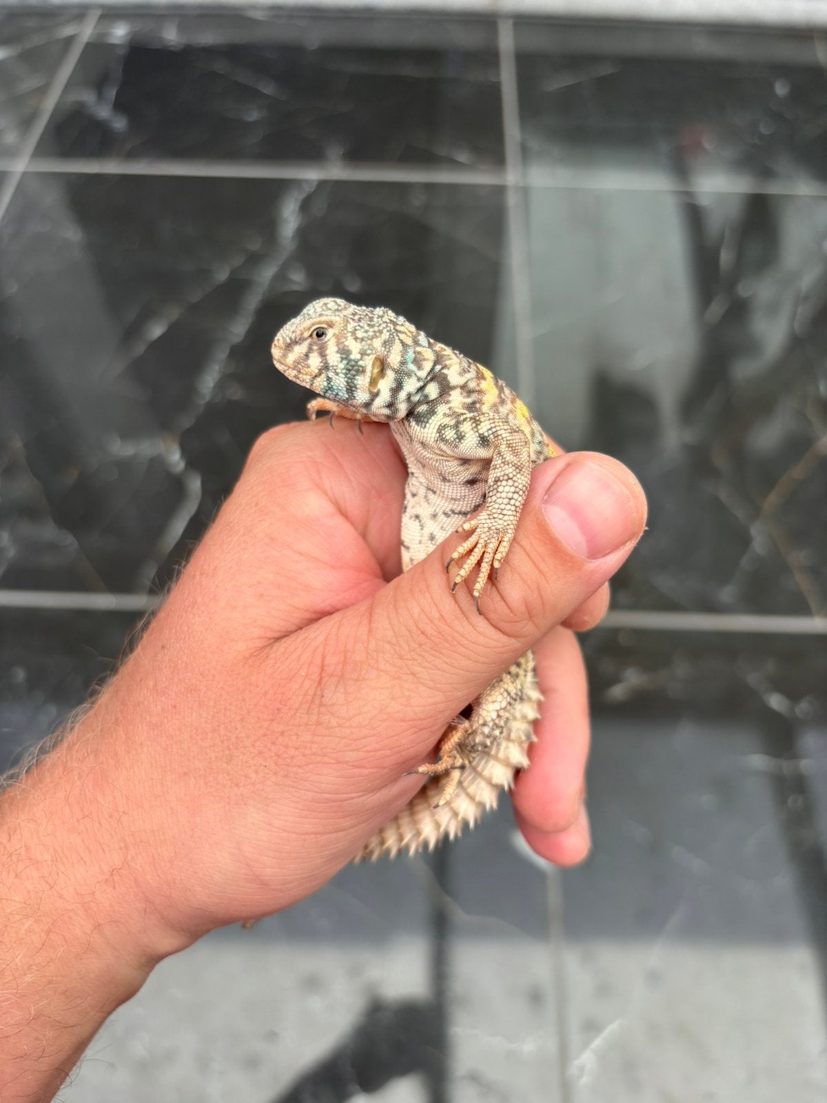Uromastyx ornata, Dieren en Toebehoren, Reptielen en Amfibieën, Hagedis, 0 tot 2 jaar