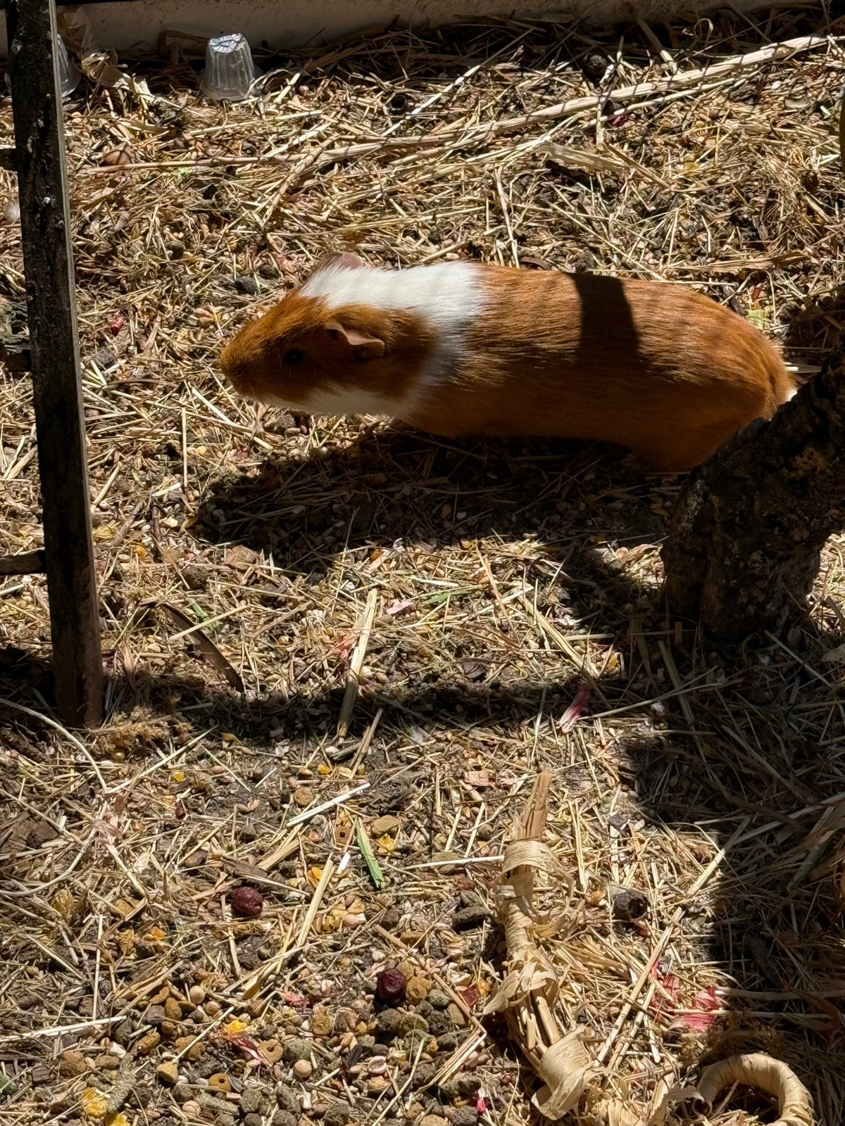 Cavia beertjes/mannetjes, Cavia, Juni, Mannelijk, Tam