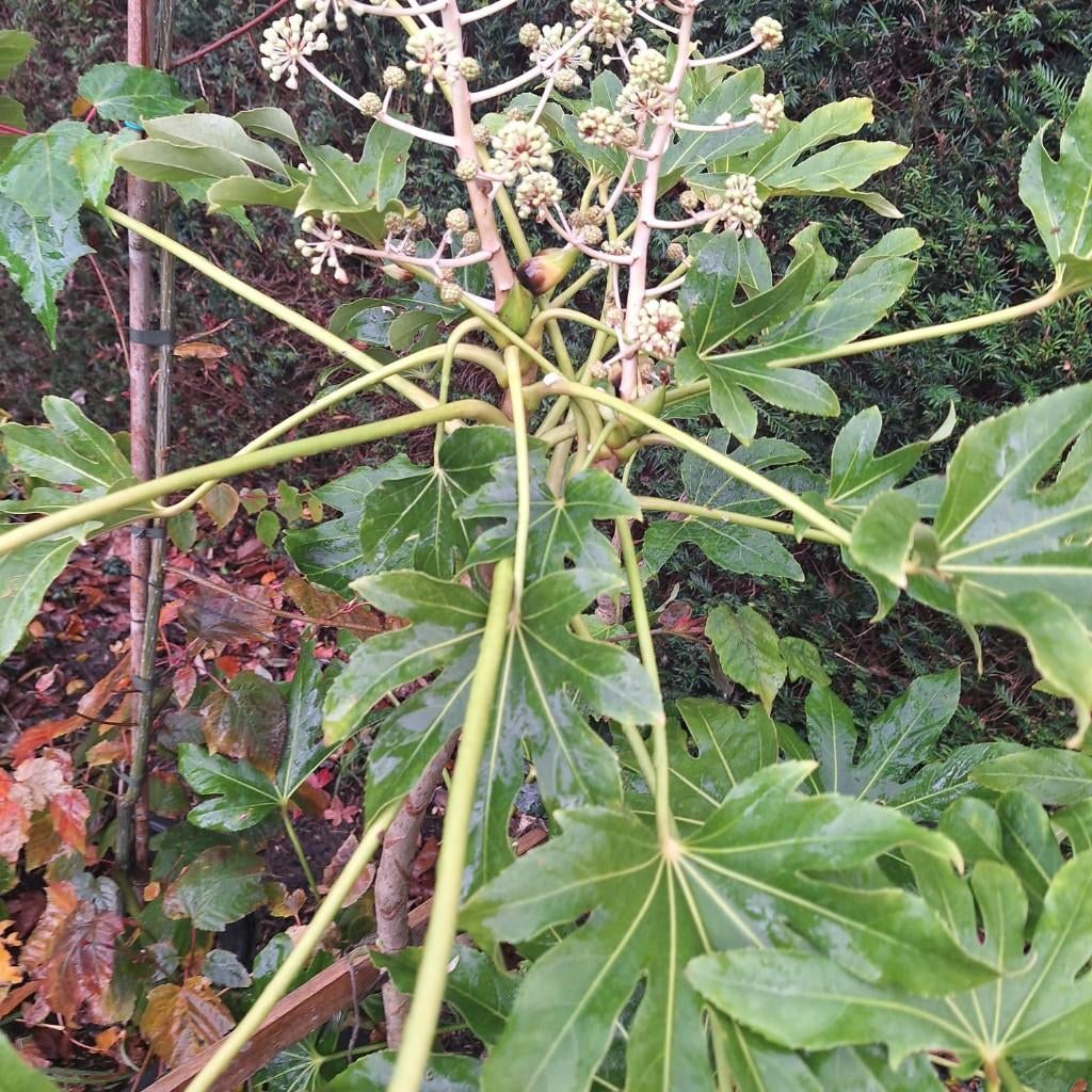planten en bomenmarkt zaterdag 18 april, Tuin en Terras, Overige soorten, 250 tot 400 cm, Zomer, Ophalen