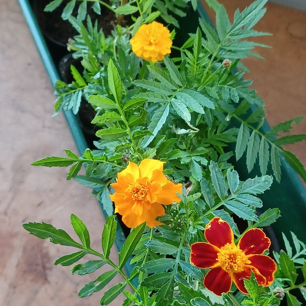 Oeillets d'inde, Autres espèces, Annuelle, Plein soleil, Été