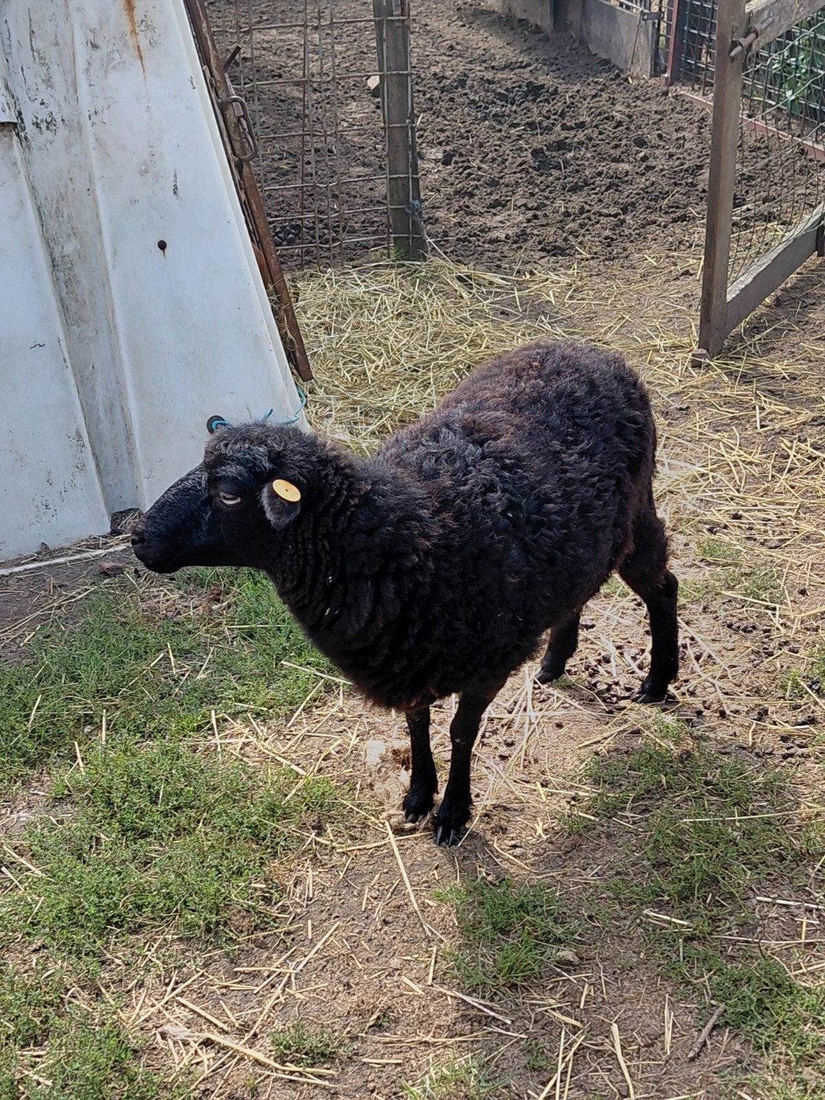 koppel ouessant schapen, Dieren en Toebehoren, Schapen, Geiten en Varkens