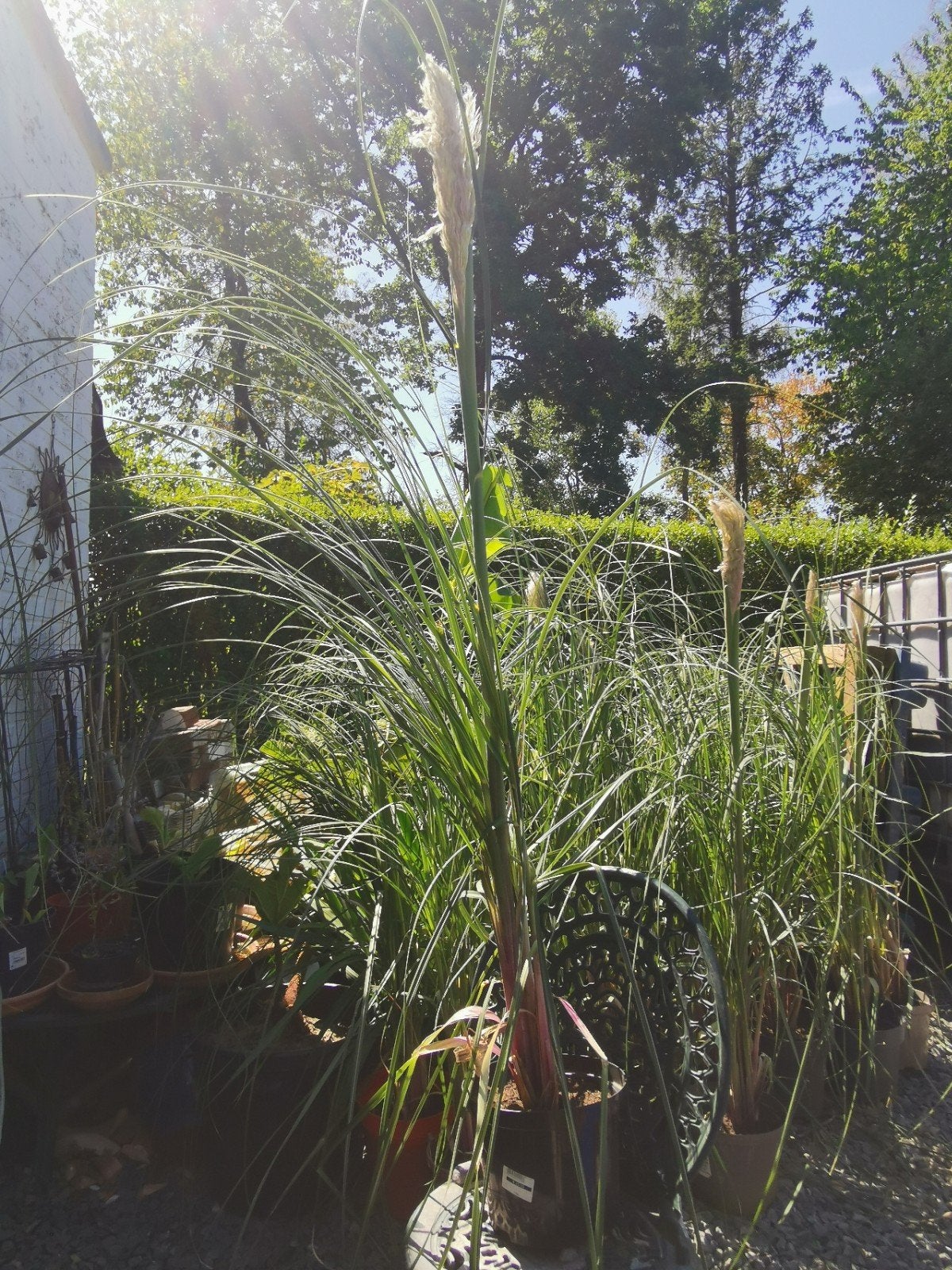 pampas 15 euros, Tuin en Terras, Planten | Bomen, Ophalen