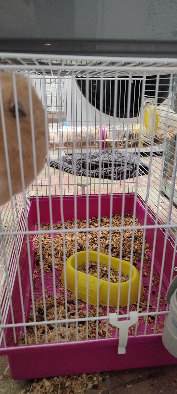 2 cages Hamster à vendre avec accessoires, Enlèvement ou Envoi, Hamster