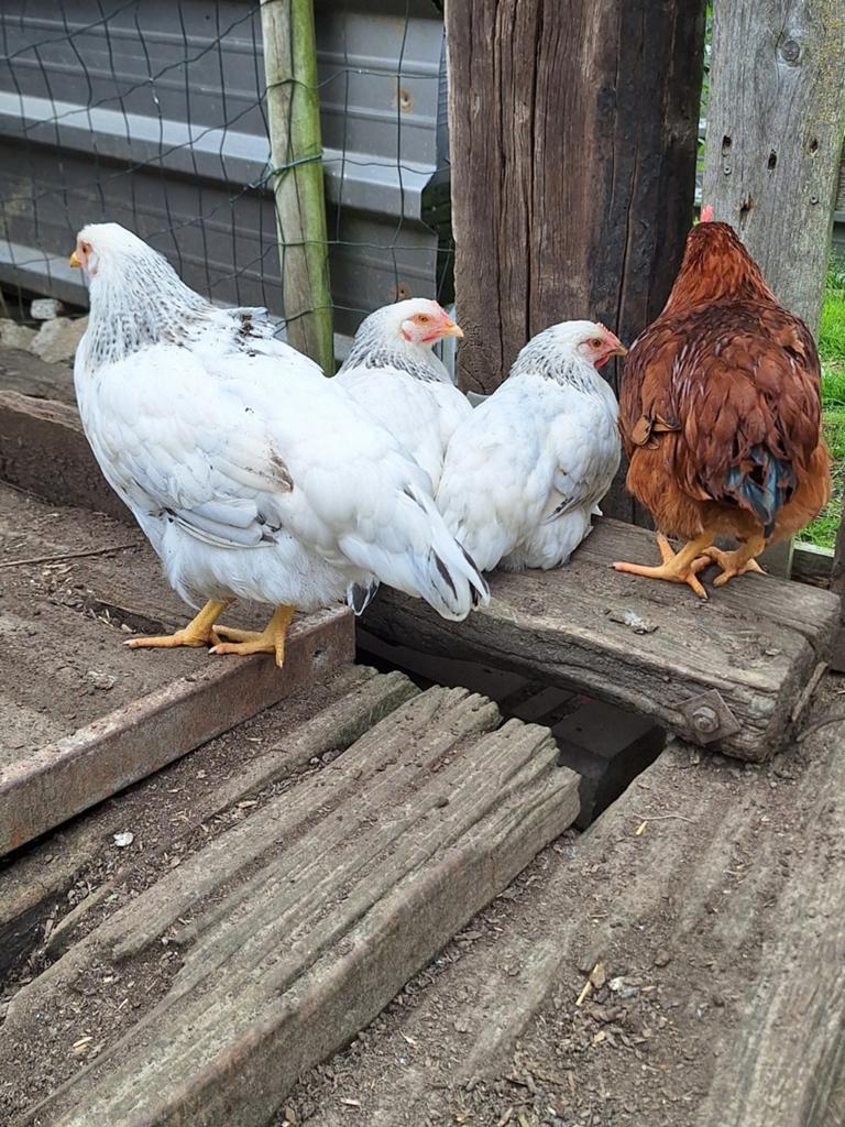 Legkippen, Dieren en Toebehoren, Pluimvee