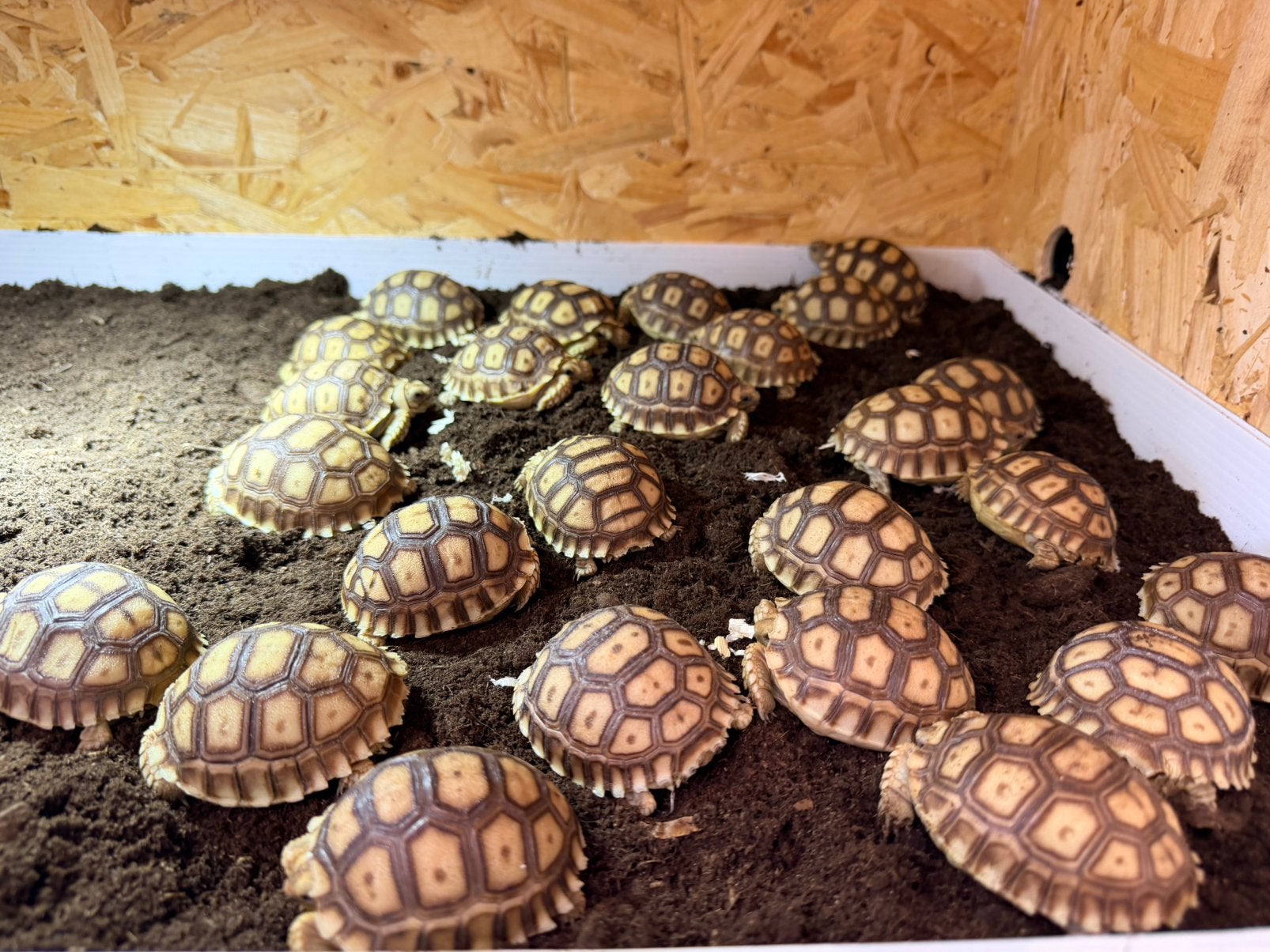 Tortue sulcata, Dieren en Toebehoren, Reptielen en Amfibieën, Schildpad