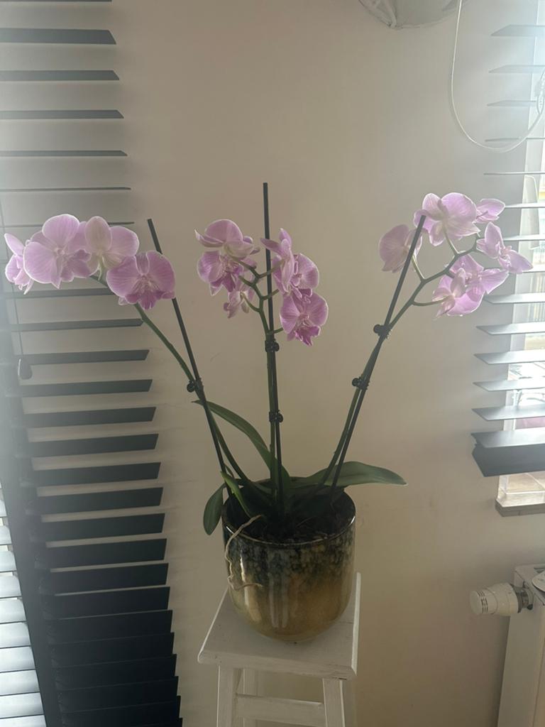 Orchidée Phalaenopsis avec pot en argile, Neuf, Rose, Matériau naturel, Intérieur