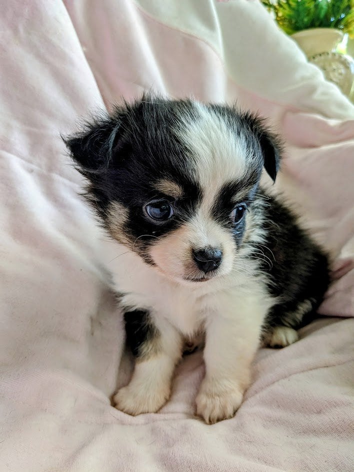 Chihuahua pup, 8 à 15 semaines, Plusieurs, Éleveur | Loisir, Chihuahua