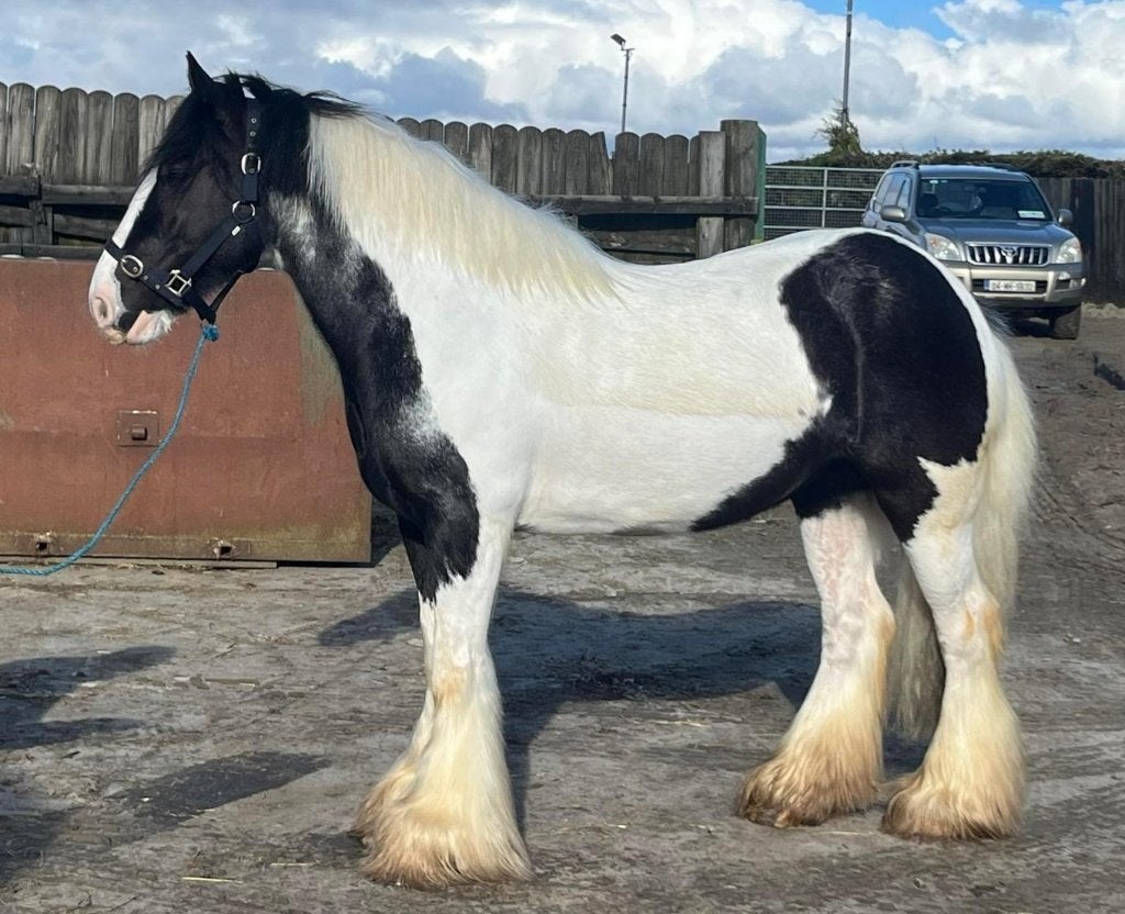 cheval de randonnée/de loisir, Vermifugé, Moins de 160 cm, Ne s'applique pas, Cheval de récréation