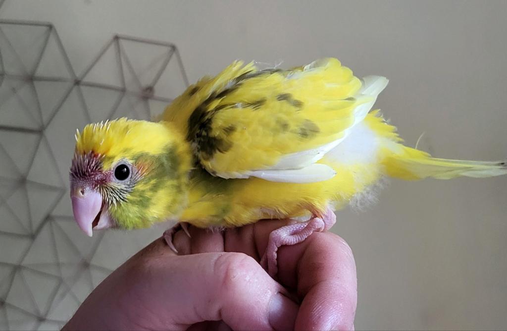 Kakariki  apprivoisé  male, Dieren en Toebehoren