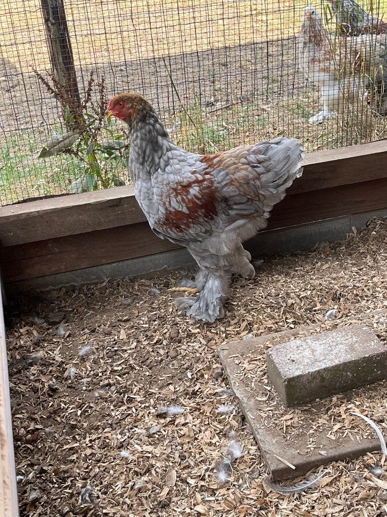 Brahma haan, Dieren en Toebehoren, Mannelijk, Kip